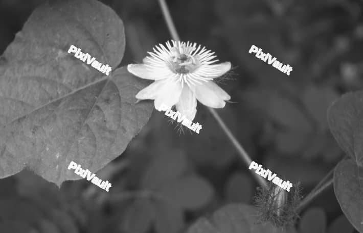 Monochrome desert Cacti flower